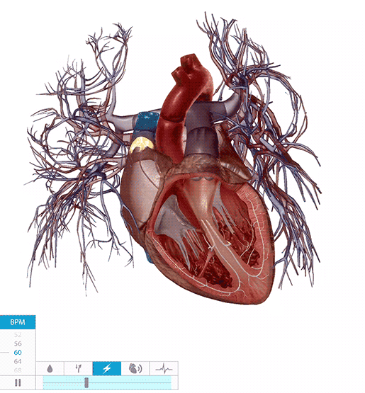 Physiology & Pathology Four Common Cardiovascular Conditions